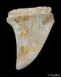Inch Summerville Fossil Mako Shark Tooth #2838-1
